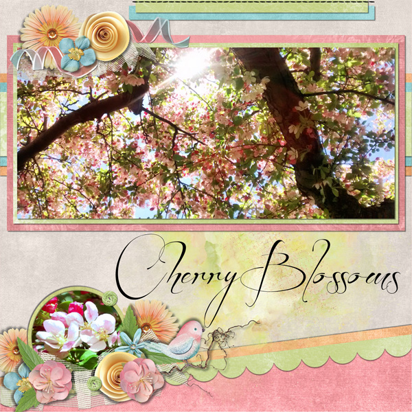 Cherry Blossoms