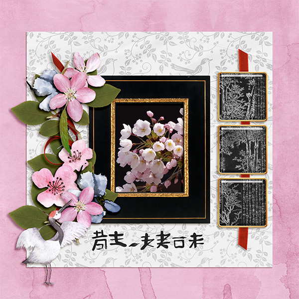 Cherry Blossoms