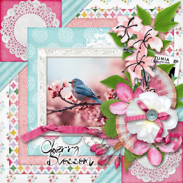 Cherry Blossoms