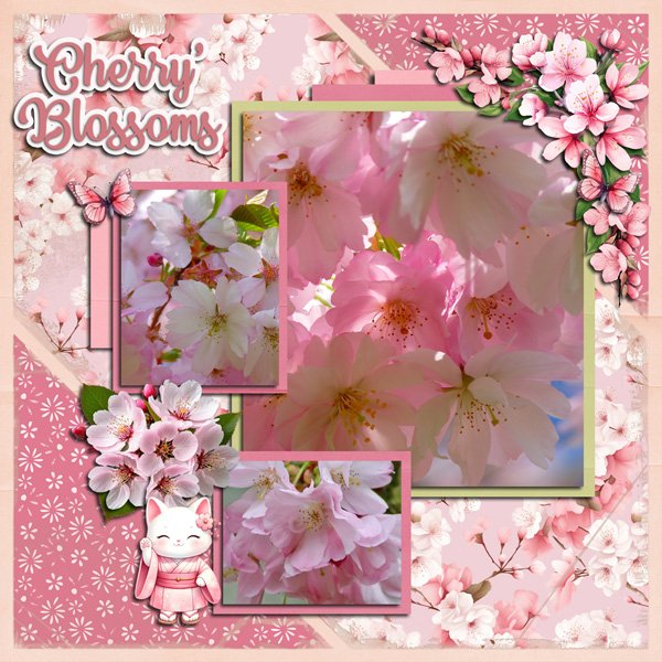 Cherry Blossoms