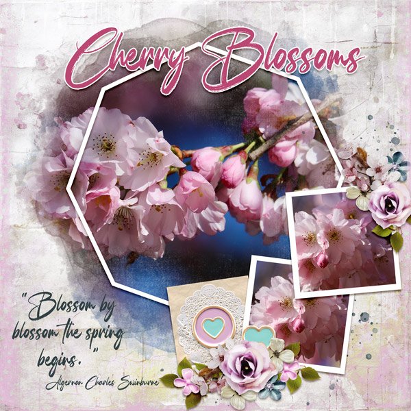 Cherry Blossoms