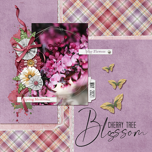 Cherry Tree Blossoms