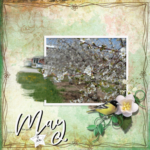Cherry Trees
