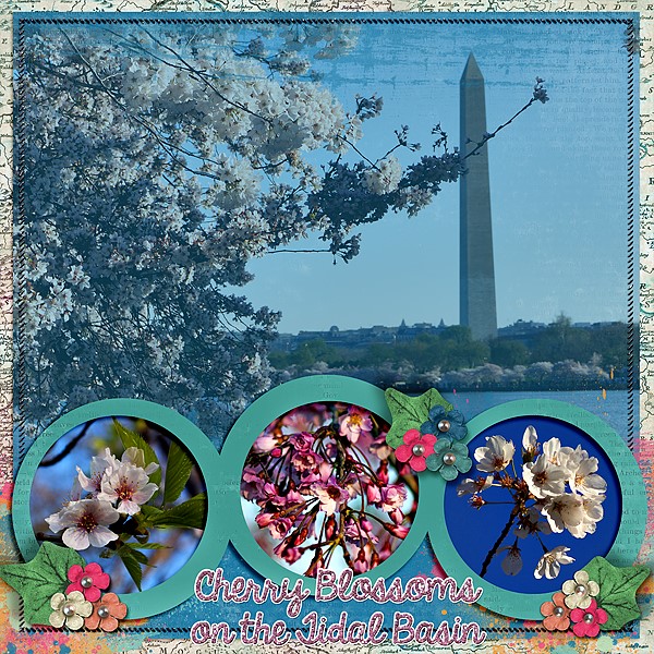 cherry_blossoms_Custom_