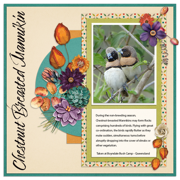 Chestnut-breasted Mannikins