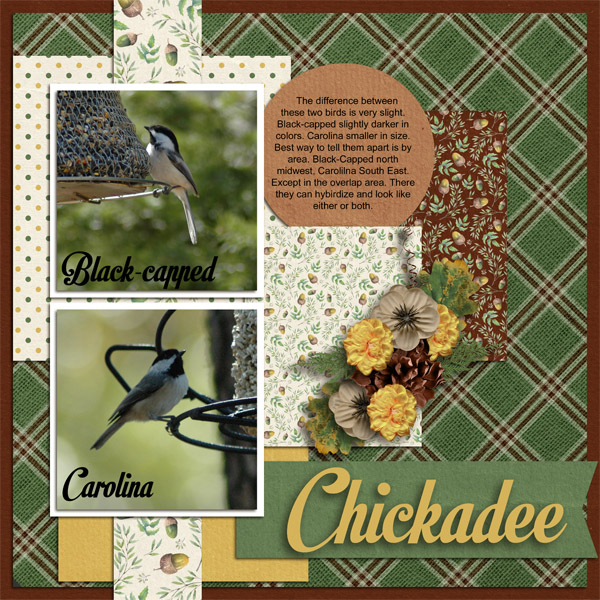 Chickadee
