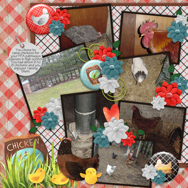 Chicken Feed-The Scrappy Kat