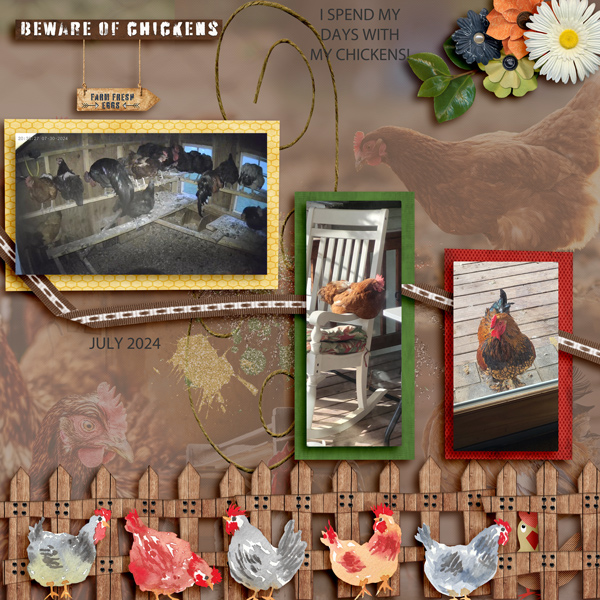 CHICKENS - ME - 8-24