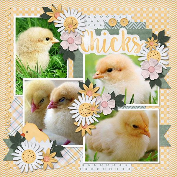 Chicks