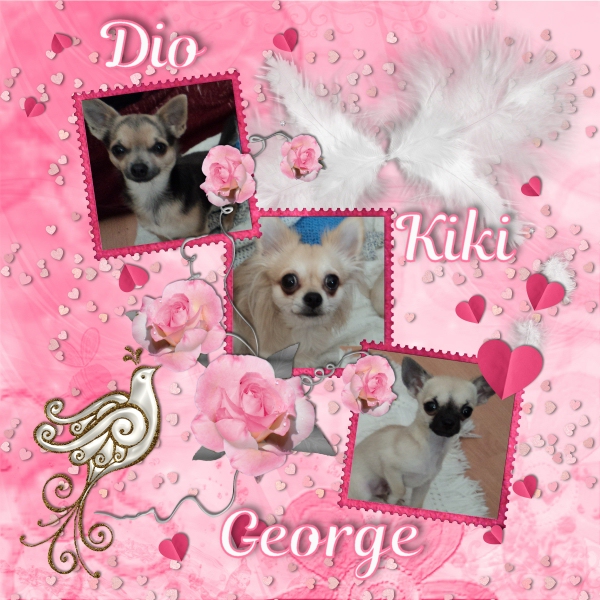 Chihuahua love