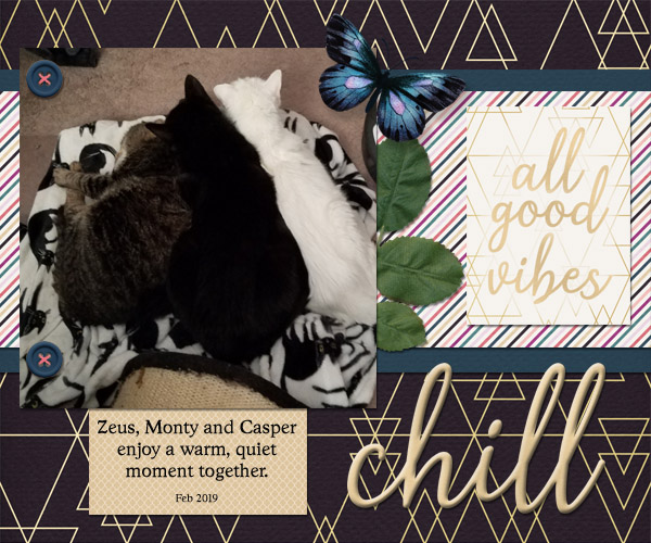 chilled cats
