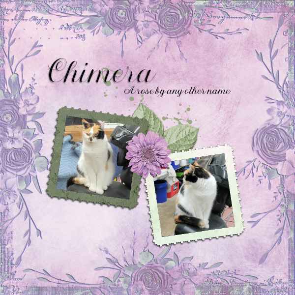 Chimera May Brush Challenge