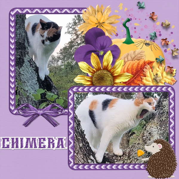 Chimera October 2020