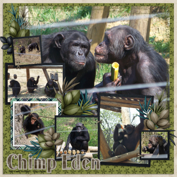 Chimp Eden