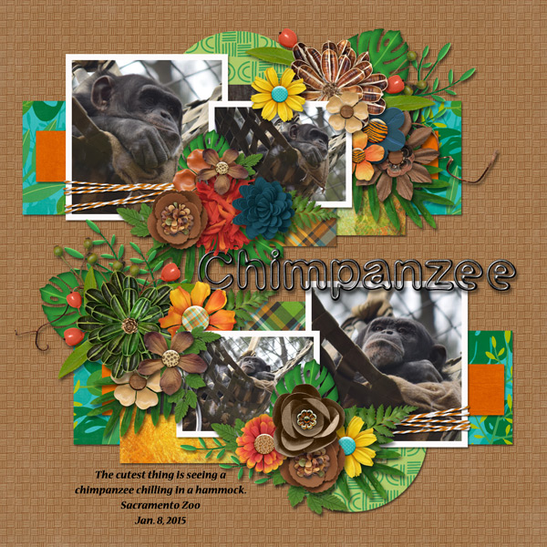 chimpanzee