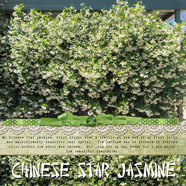 Chinese Star Jasmine