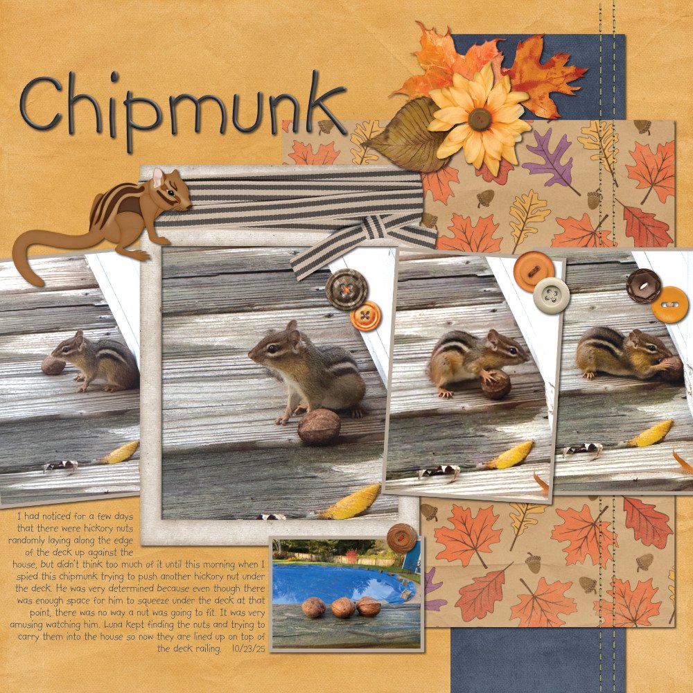 Chipmunk 10-23-25