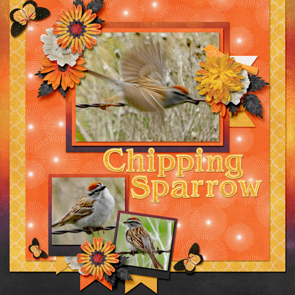 Chipping_Sparrow-Sunset