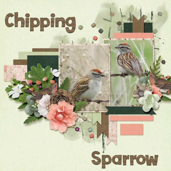 Chipping_Sparrow_small