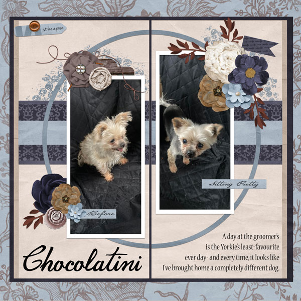 Chocolatini's Haircut
