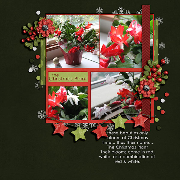 Christmas Beauties