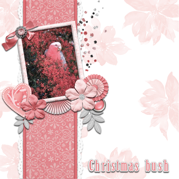 Christmas Bush