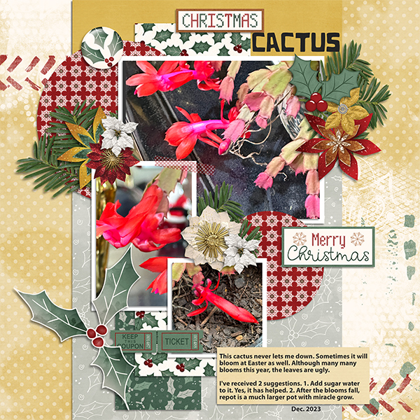 Christmas Cactus 2023