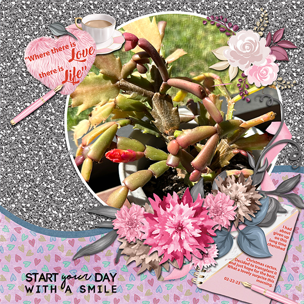 Christmas Cactus-Feb