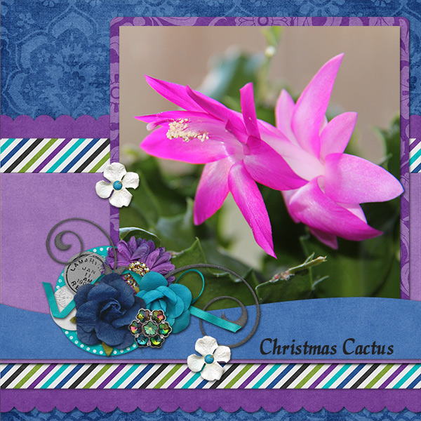 Christmas Cactus