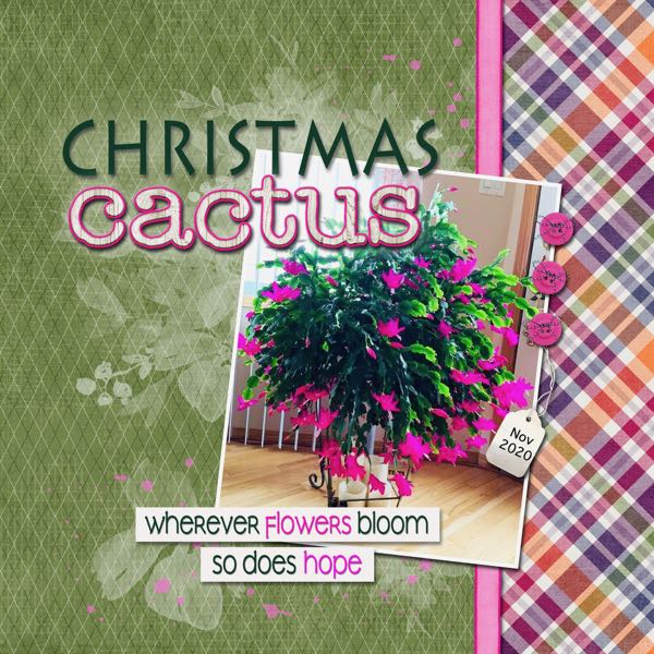 Christmas Cactus