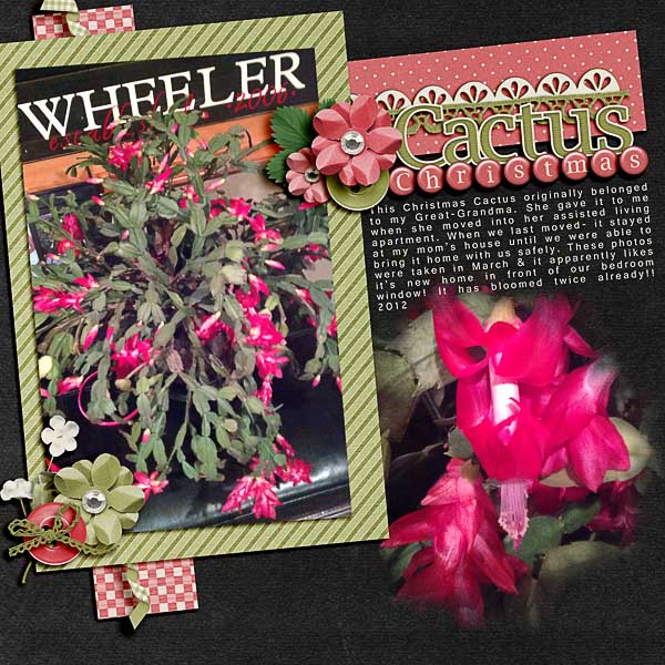 Christmas Cactus