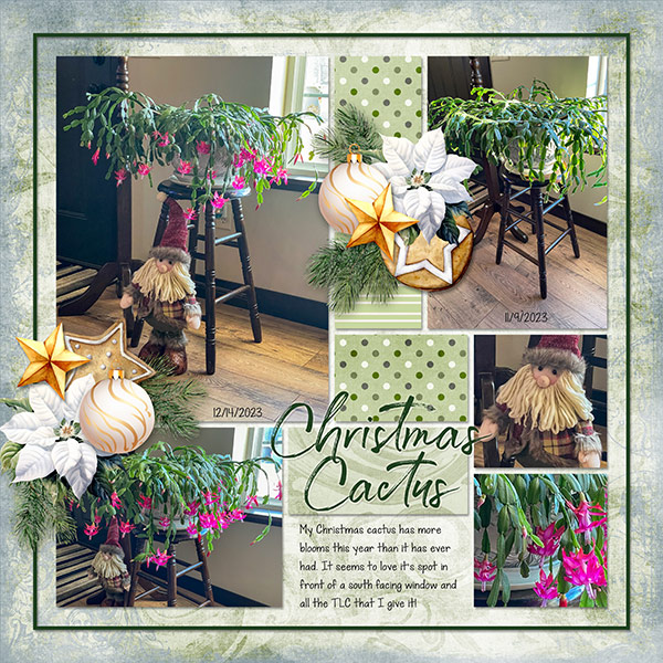 Christmas Cactus