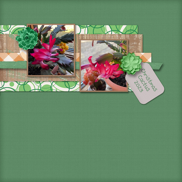 Christmas Cactus