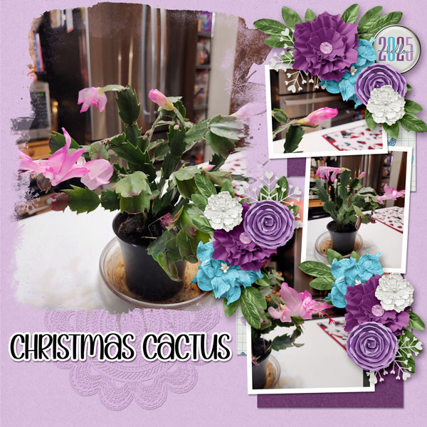 Christmas Cactus