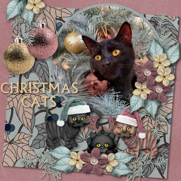 christmas cats