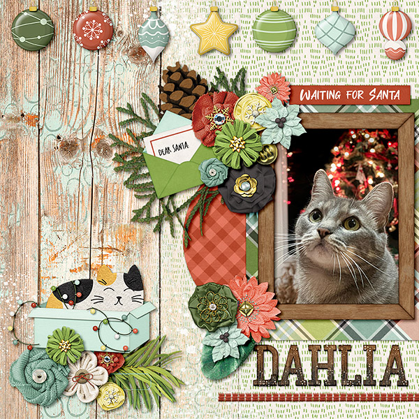 Christmas Dahlia