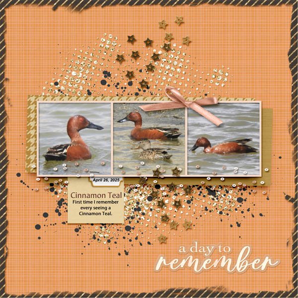 Cinnamon Teal small.jpg