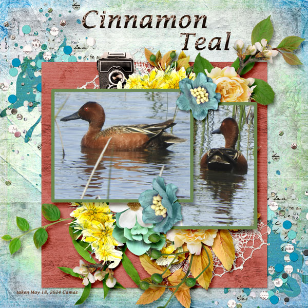 Cinnamon_Teal_small