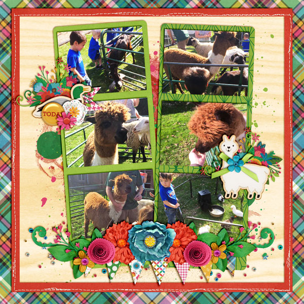 CJ with Alpacas