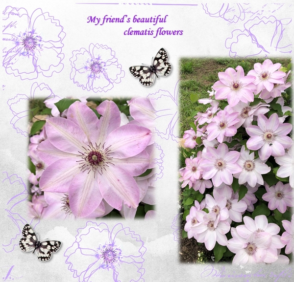 Clematis