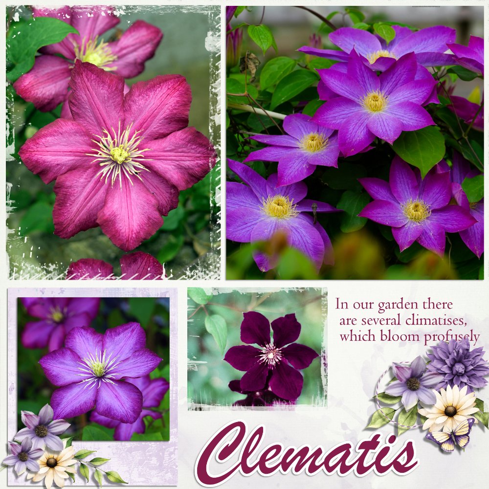 Clematis