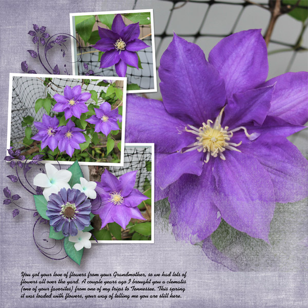 Clematis1