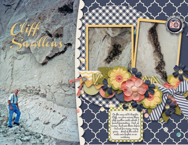 Cliff Swallows