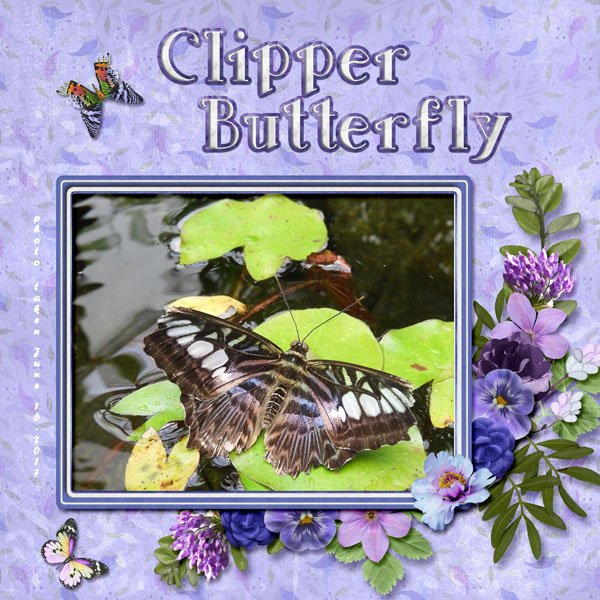 Clipper Butterfly small.jpg
