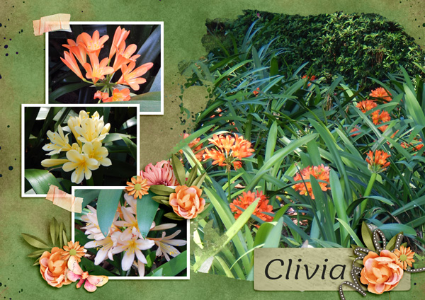Clivia