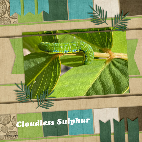 Cloudless Sulphur