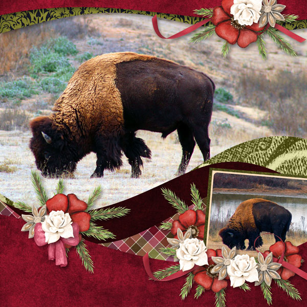 Clovis Bison