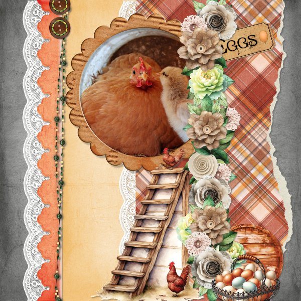 cluck cluck.jpg