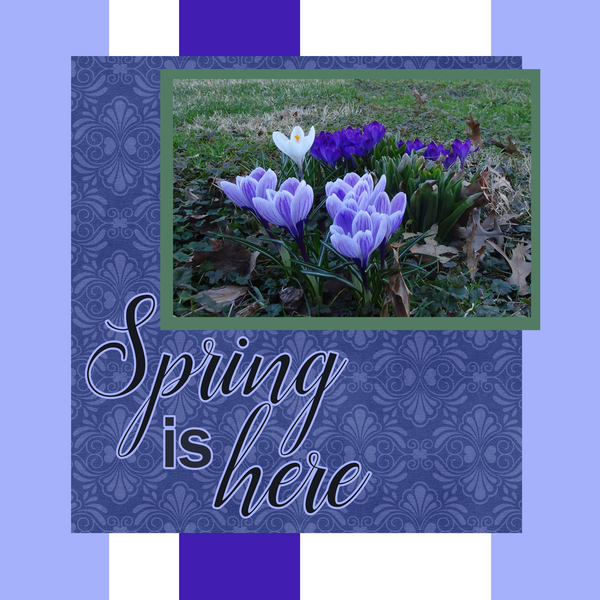 Clump of Crocus