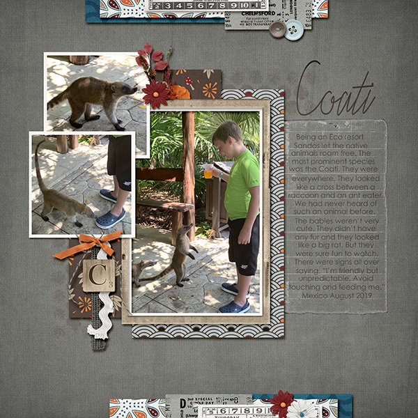 Coati
